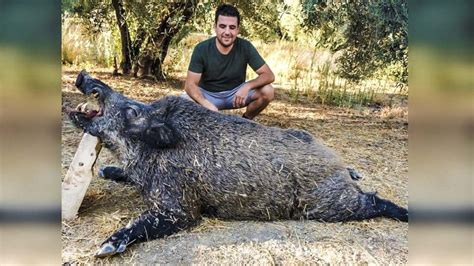 podencos cazando jabali|146 kilos de jabalí cazado junto a sus podencos